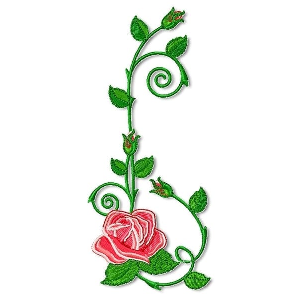 Beautiful Roses