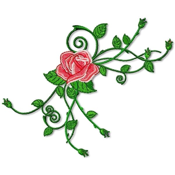 Beautiful Roses