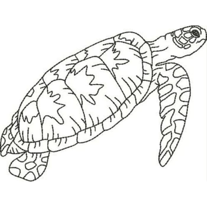 Blackwork Turtles