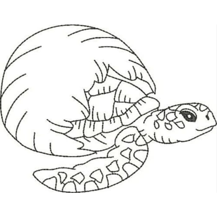 Blackwork Turtles