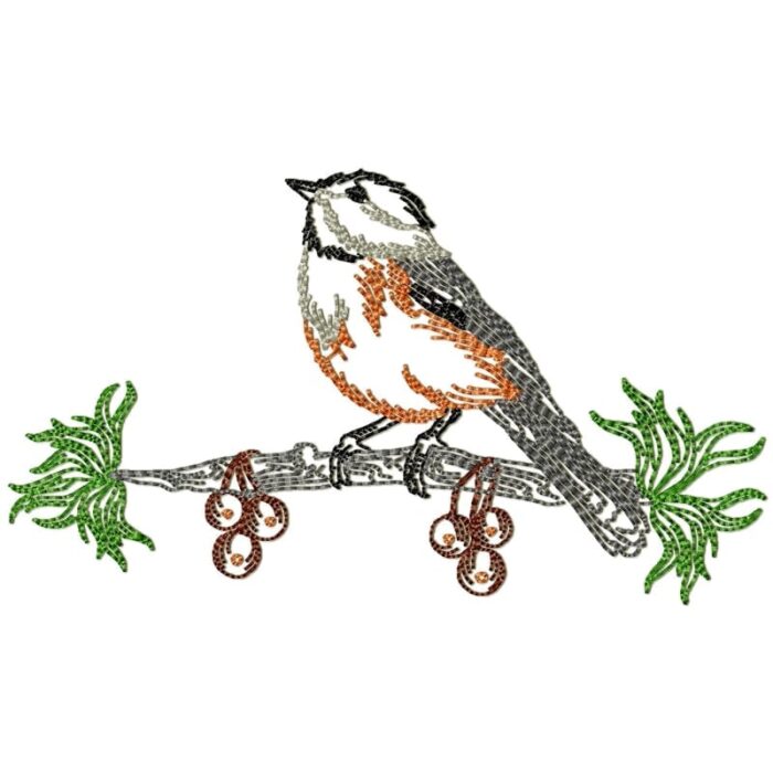 Chickadee Birds