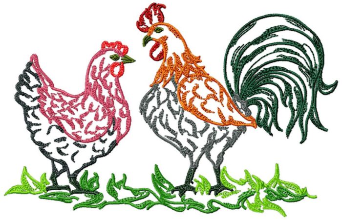 Chickens Fancy Colour Line