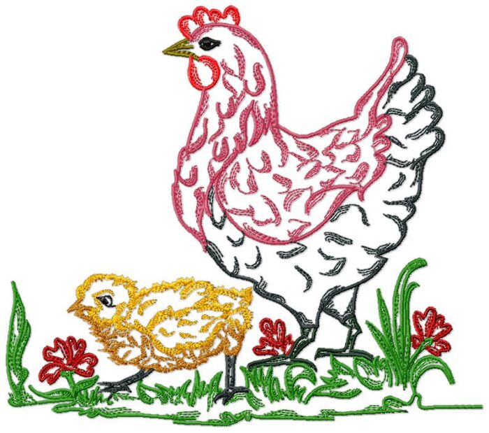 Chickens Fancy Colour Line