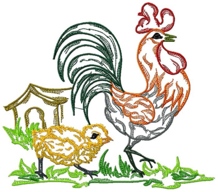 Chickens Fancy Colour Line