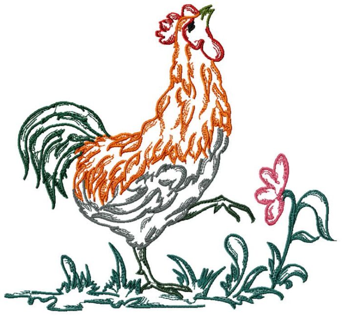 Chickens Fancy Colour Line