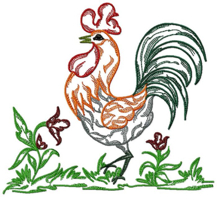 Chickens Fancy Colour Line