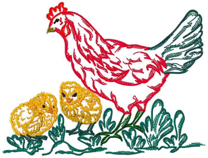 Chickens Fancy Colour Line