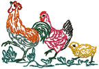 Chickens Fancy Colour Line