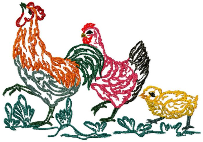 Chickens Fancy Colour Line