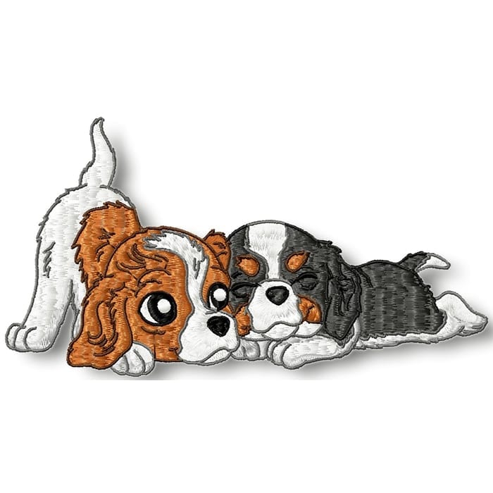 Cute Baby Cavalier