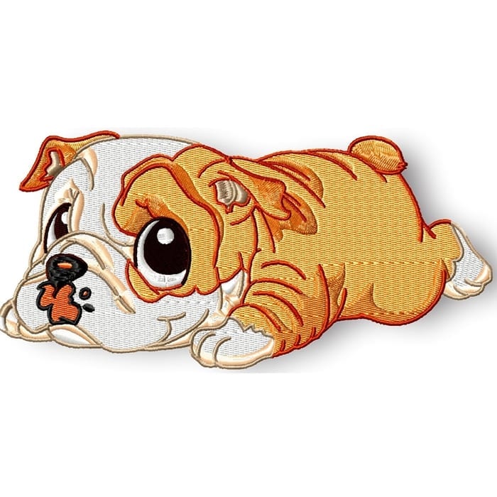 Cute Baby English Bulldog