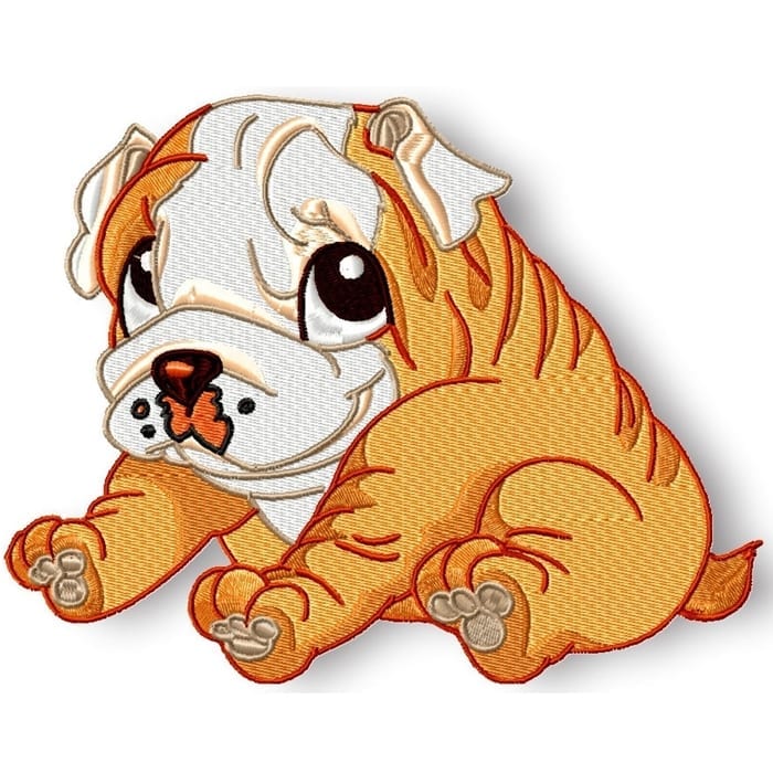 Cute Baby English Bulldog