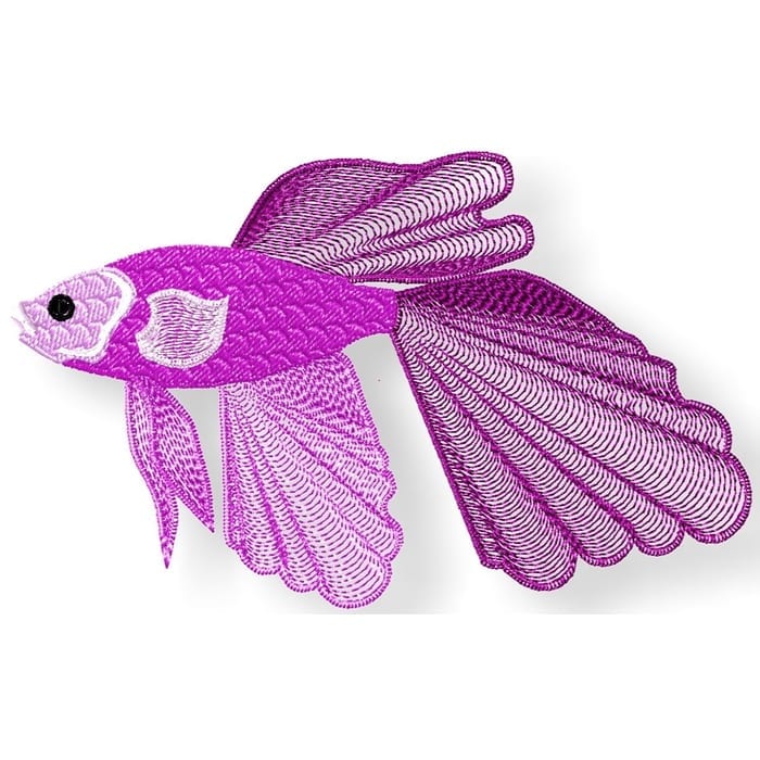 Delicate Goldfish
