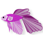 Delicate Goldfish