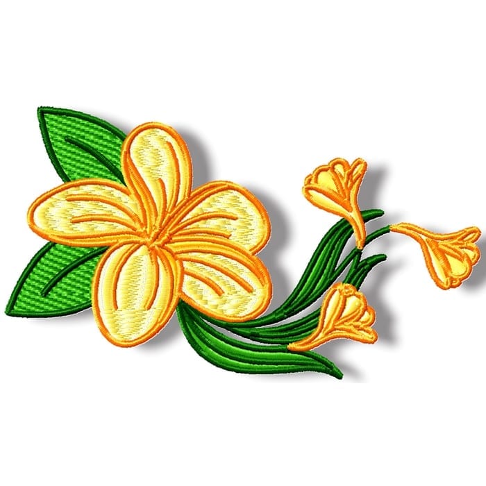 Frangipani Flowers