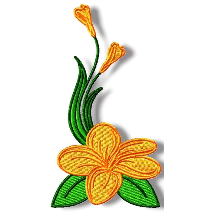 Frangipani Flowers