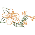 Frangipani Flowers