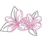 Frangipani Flowers