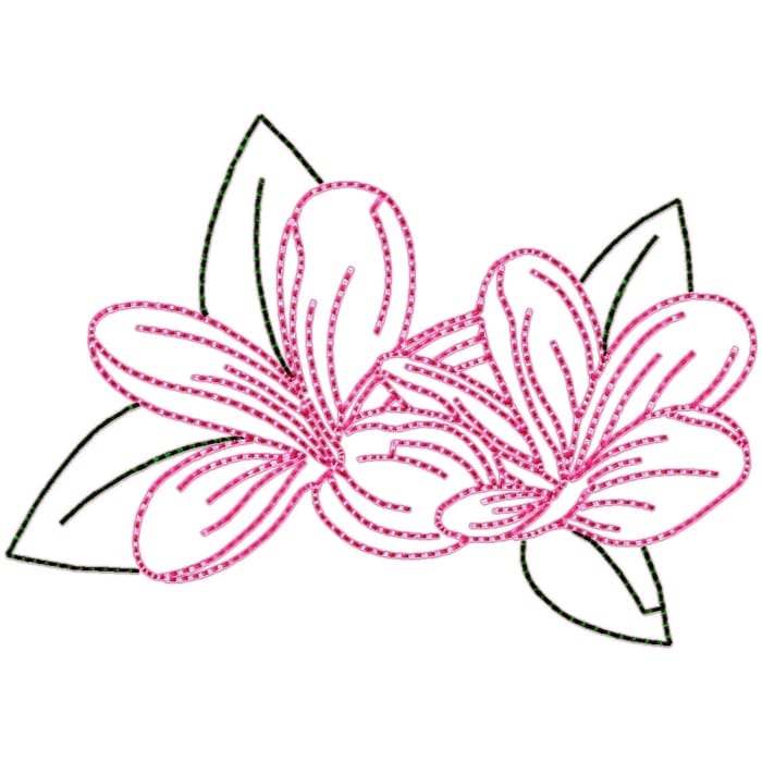 Frangipani Flowers