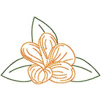 Frangipani Flowers