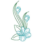 Frangipani Flowers