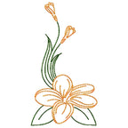 Frangipani Flowers