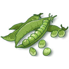 Fruit and Vegetable