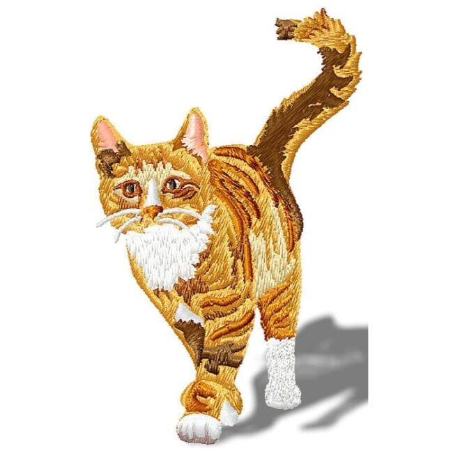 Kitten and Cats