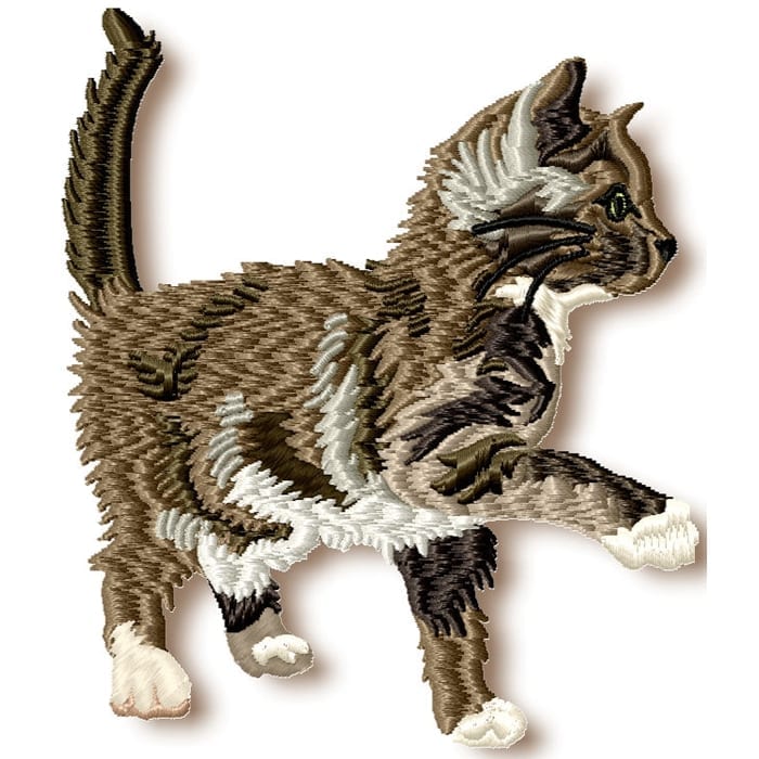 Kitten and Cats