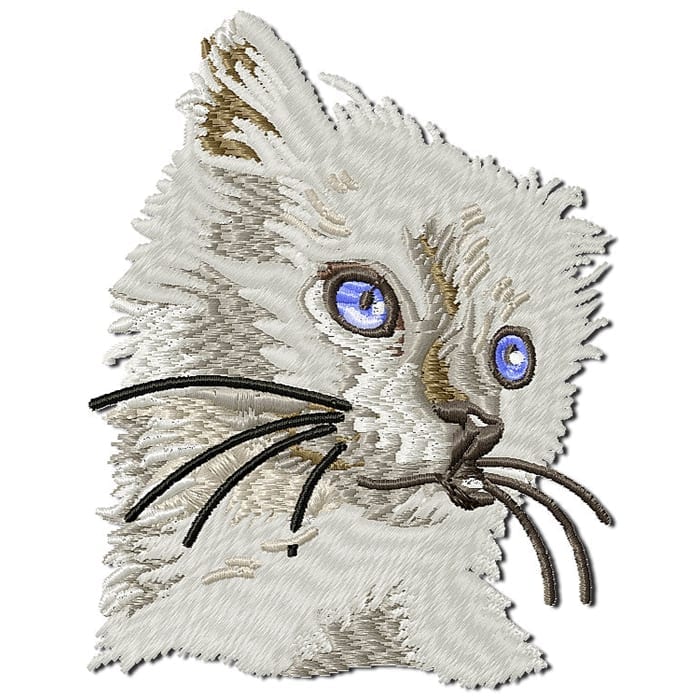 Kitten and Cats