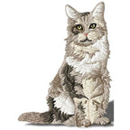 Kitten and Cats