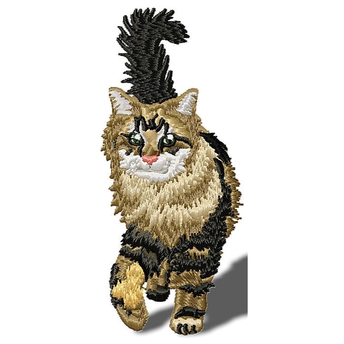 Kitten and Cats