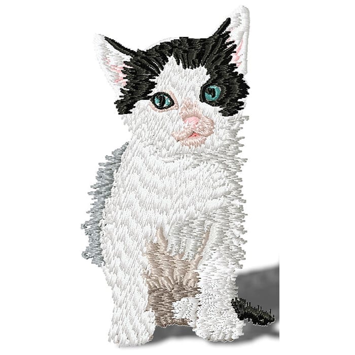 Kitten and Cats