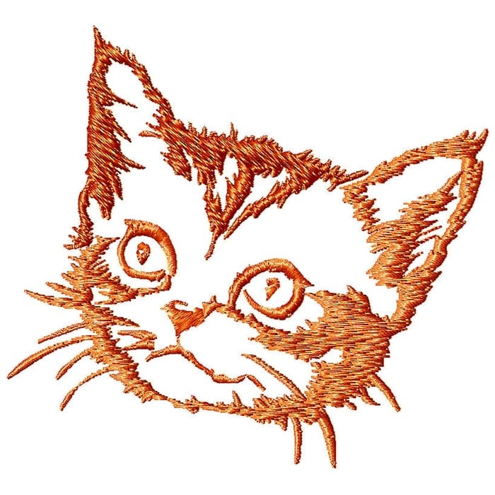 Kitten and Cats