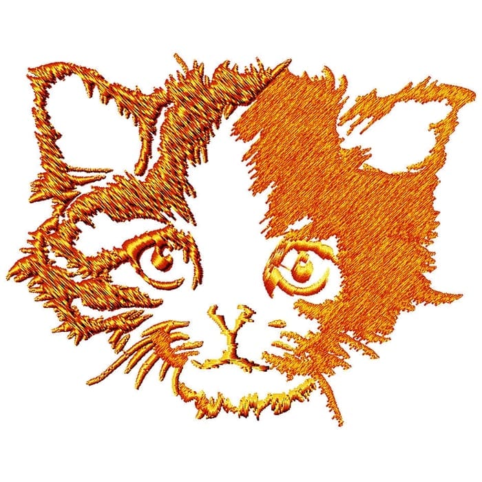 Kitten and Cats