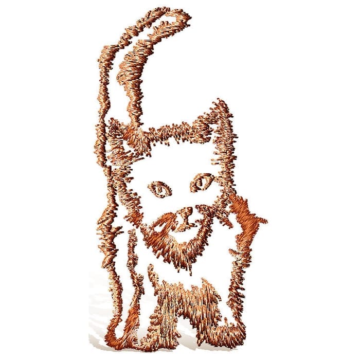 Kitten and Cats