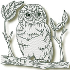 Owls at Night
