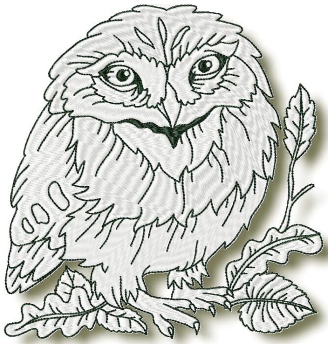 Owls at Night