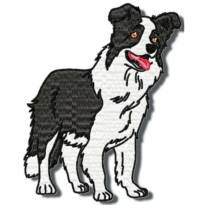 Border Collie Realistic